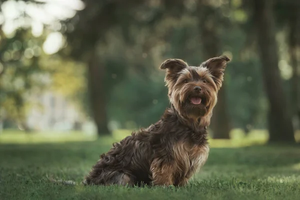 Dog in the forest — Stock Photo, Image