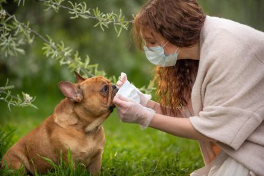 Tıbbi maskeli genç bir kadın yürüyüş için bir Fransız bulldog köpeğine tıbbi maske takıyor. Karantina sonrası yaşam