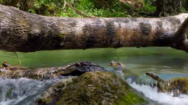 Människor flyttar på en logg över en flod — Stockvideo