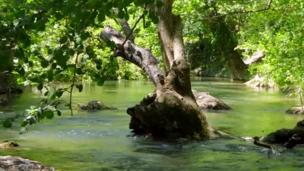 Πλημμύρες στο δέντρο πλημμυρίσει ποτάμι — Αρχείο Βίντεο