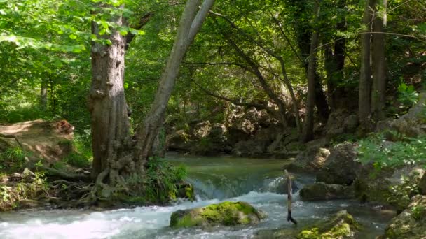 Uma pequena cachoeira na floresta — Vídeo de Stock