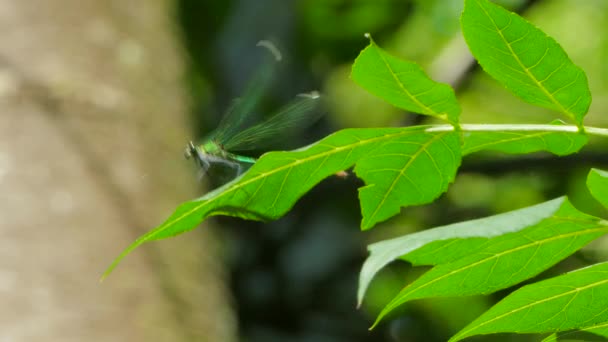 A dragonfly sits on a leaf and flies away — Stock Video