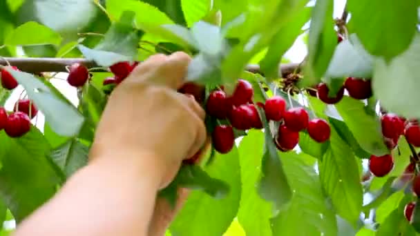 Hand harvests the sweet cherry — Stock Video