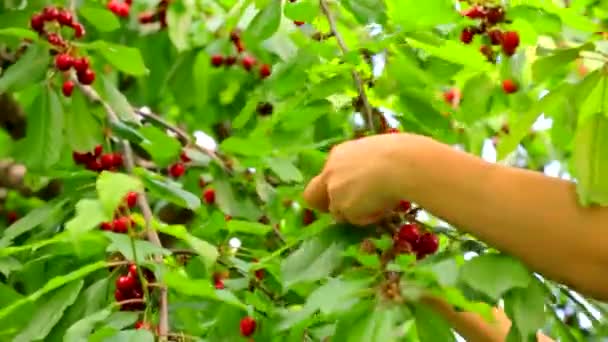 Händer skörda cherry från ett träd — Stockvideo