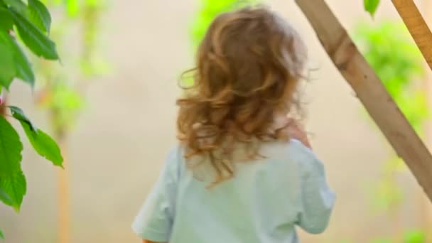 Uma criança come cereja de uma árvore — Vídeo de Stock