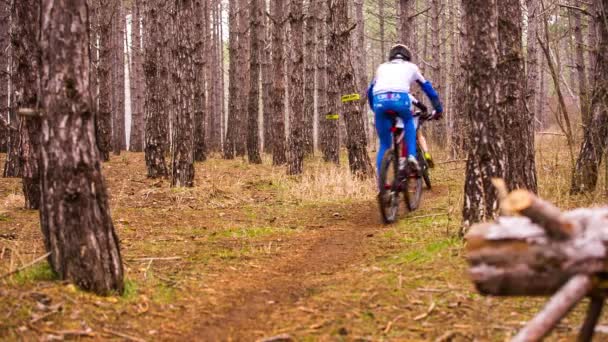 Editorial. dos ciclistas pasan un tramo de la carretera entre los árboles — Vídeos de Stock