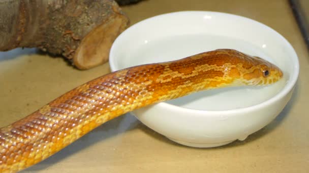 Schlange trinkt Wasser aus einer Tasse — Stockvideo