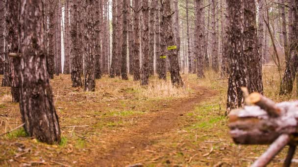 Editorial. Solo cycliste sur la piste dans la forêt . — Video