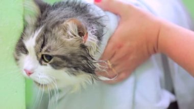 Islak kedi havlunun altında