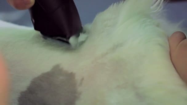 The electric razor neatly cuts out the cats fur