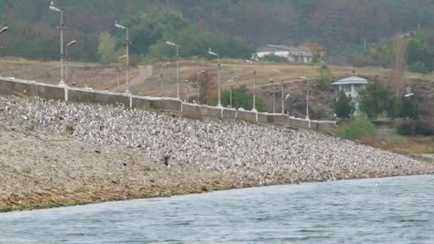 海岸には鳥の大群が座っている — ストック動画