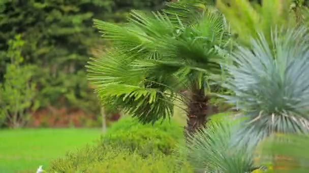 Las palmas en el parque en un fuerte viento — Vídeo de stock