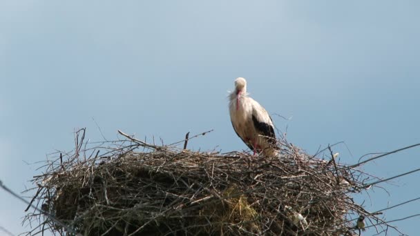 Zum Nest eines großen Vogels flog ein kleiner — Stockvideo