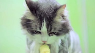 Kedi bağlı ayaklarını ayırmaya çalışır..