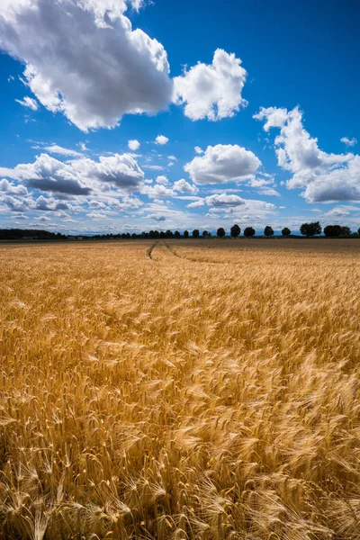 Um campo de cevada na agricultura — Fotografia de Stock