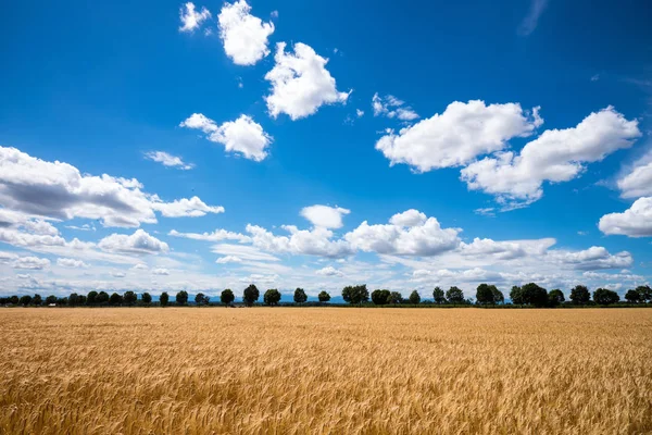 農業における大麦の畑は — ストック写真