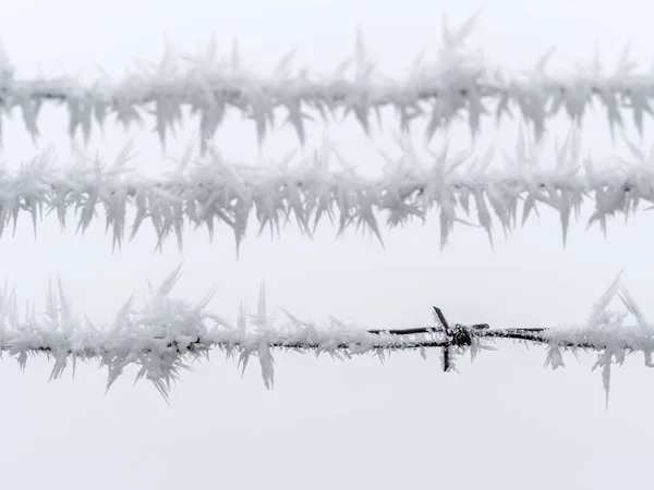 Hoarfrost in winter — Stock Photo, Image