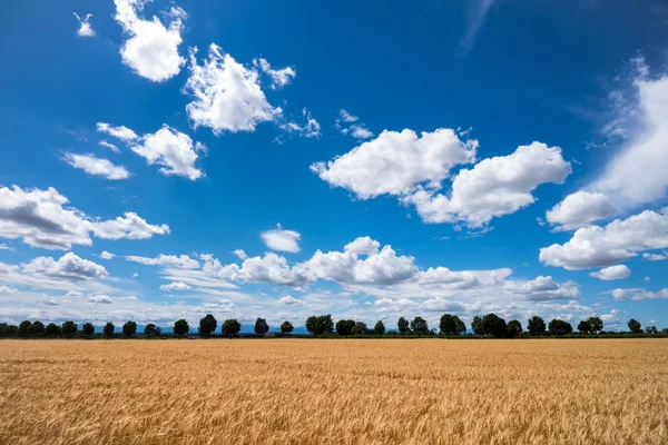 A barley field in agriculture — Stock Photo, Image