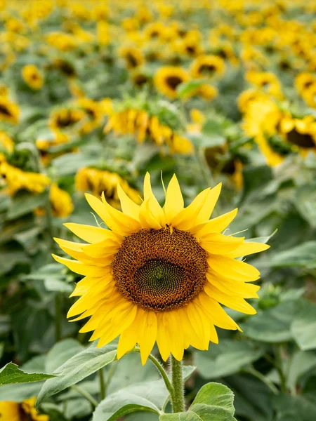 Many sunflowers on a field — Stock Photo, Image