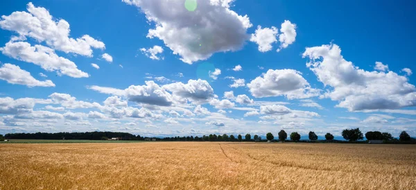 Um campo de cevada na agricultura — Fotografia de Stock