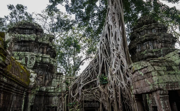 Angkor, cambodia - 11 28, 2018: ta prohm monasterio — Foto de Stock