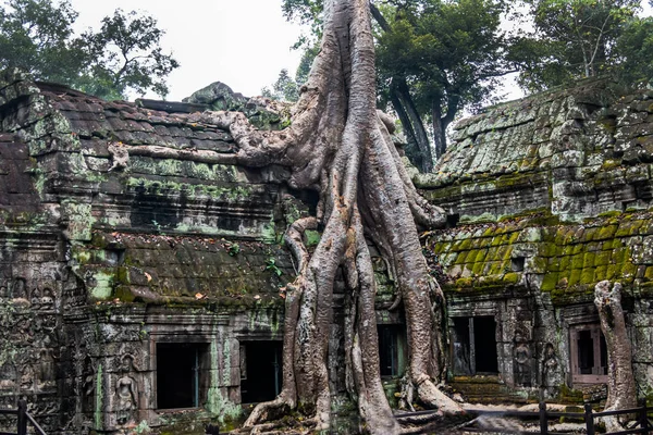 Angkor thom, cambodia - 11 28, 2018: ta prohm klooster — Stockfoto