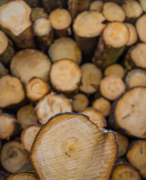 Gli alberi sono stati abbattuti. tronchi d'albero si trovano fianco a fianco — Foto Stock