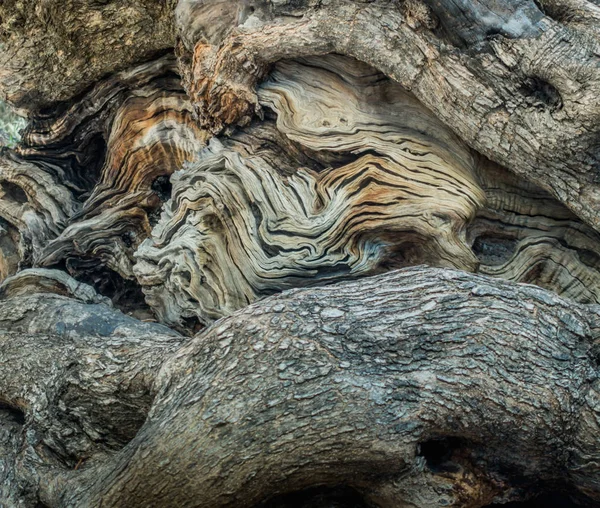 老橄榄树 — 图库照片