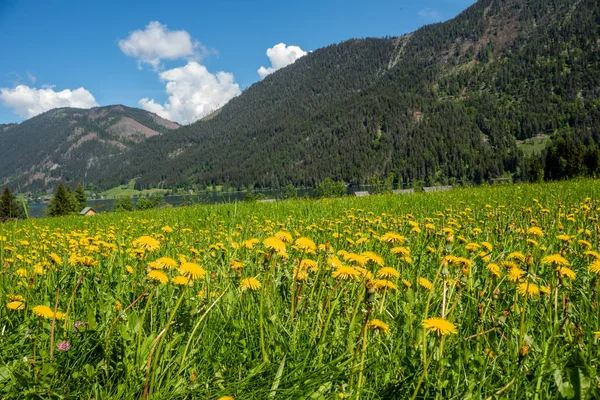 Prado de verano con flores — Foto de Stock