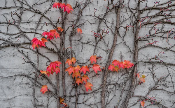 Folhas coloridas no outono — Fotografia de Stock