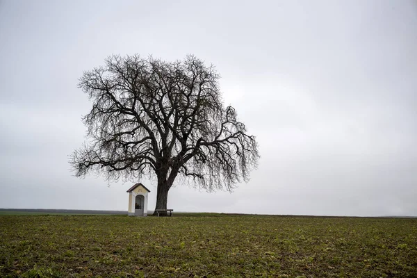 Şapel ile ağacı — Stok fotoğraf