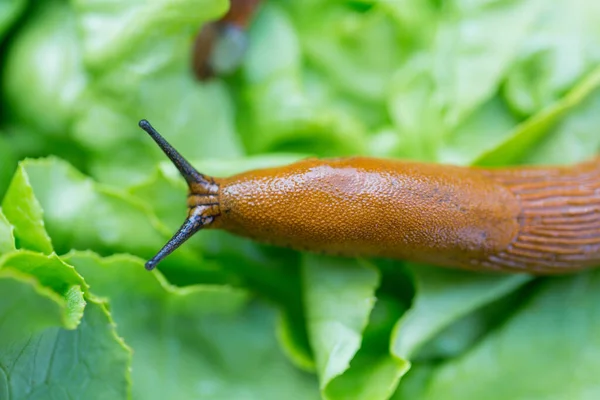 Schnecke mit Salatblatt — Stockfoto