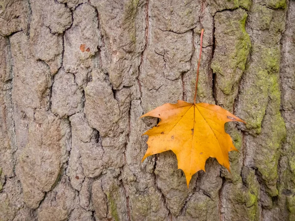 Leaf and tree in autumn — Stock Photo, Image