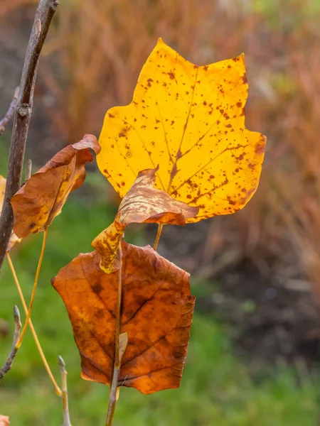 Blad en boom in de herfst — Stockfoto