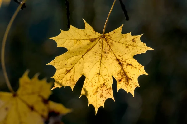 Una foglia in autunno — Foto Stock