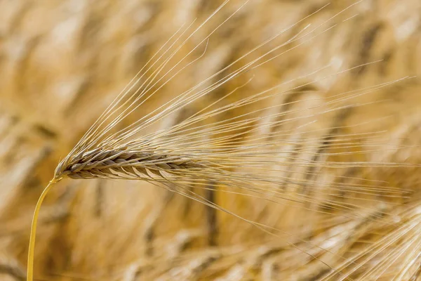 Korn fältet före skörden — Stockfoto