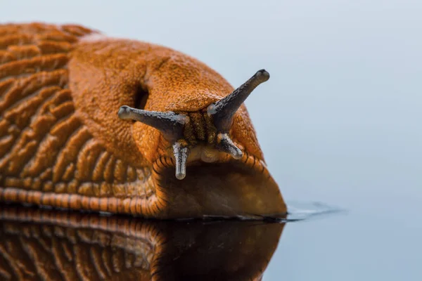 Egy nudibranch fehér háttérrel — Stock Fotó