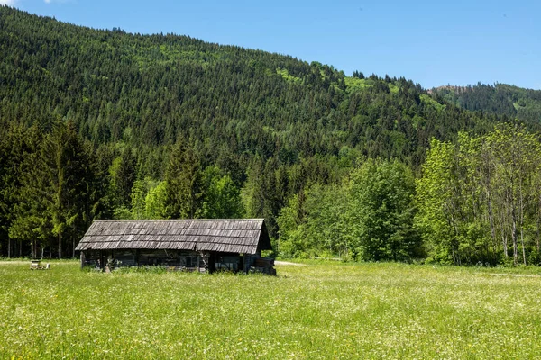 Çiçekli bir yaz çayırı — Stok fotoğraf