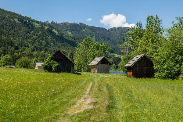 Nyári rét virágokkal — Stock Fotó