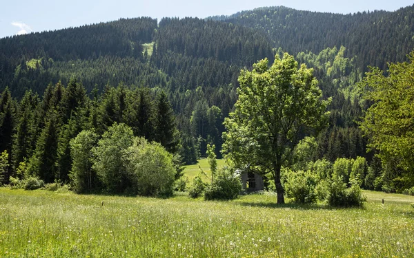 Eine Sommerwiese mit Blumen — Stockfoto