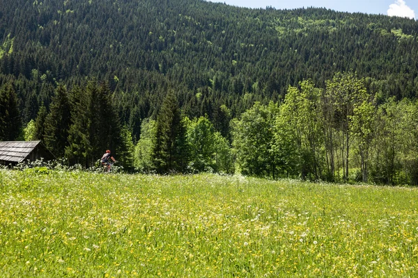 En sommaräng med blommor — Stockfoto