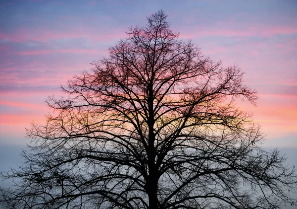 Albero in inverno con tramonto — Foto Stock