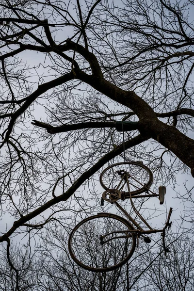 Bicicleta pendura em uma árvore — Fotografia de Stock