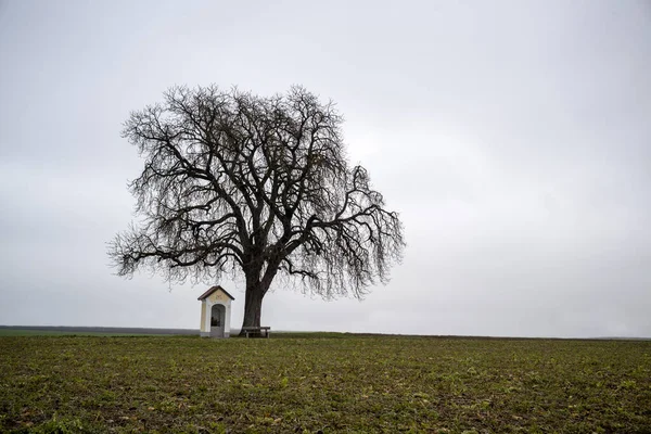 Kışın şapeli olan ağaç. — Stok fotoğraf