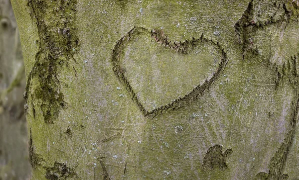 Srdce bylo vytesáno do kůry stromu — Stock fotografie