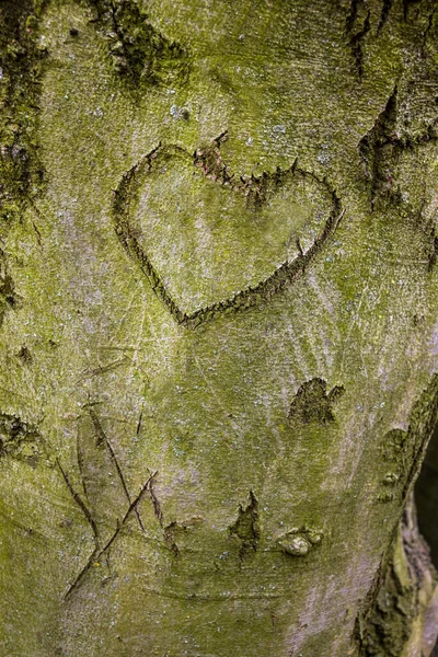 Srdce bylo vytesáno do kůry stromu — Stock fotografie