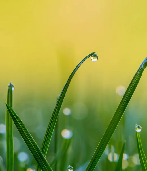 Des gouttes de rosée sur un brin d'herbe — Photo