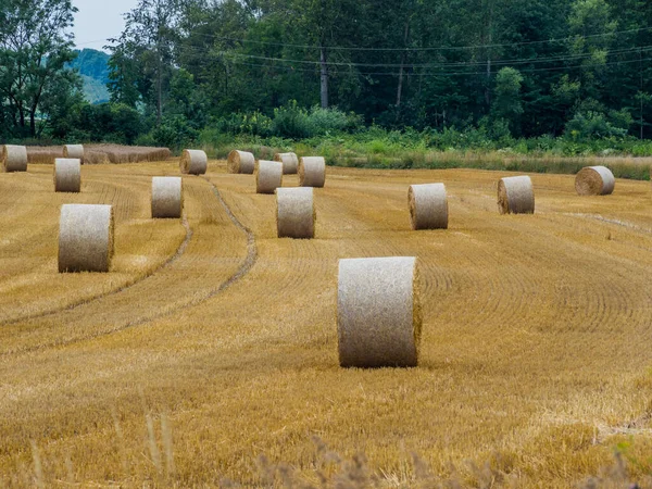 Fardos de paja en un campo en la agricultura — Foto de Stock