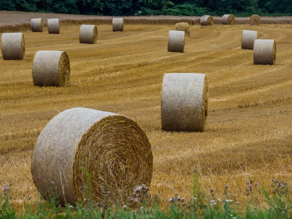 Fardos de paja en un campo en la agricultura —  Fotos de Stock