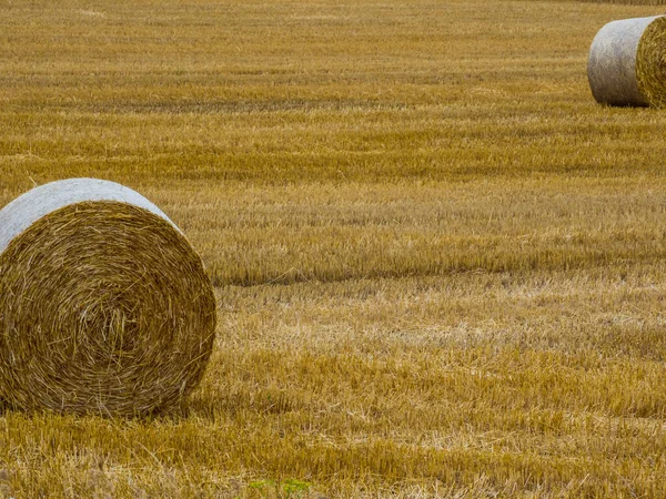 Fardos de paja en un campo en la agricultura —  Fotos de Stock